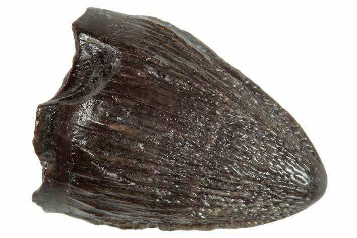 Cretaceous Fossil Alligatoroid (Brachychampsa) Tooth - Wyoming #265892